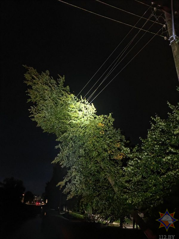 Во время непогоды в Гродно ветер вырывал деревья — смотрите последствия