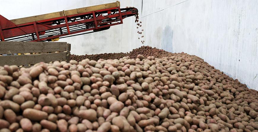 Уборку картофеля завершили в хозяйствах Беларуси