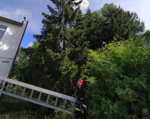 В Гродно спасатели сняли с дерева парашютистку