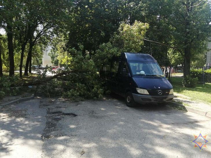 Деревья падали на дороги и авто. В МЧС рассказали, что натворила непогода в Гродненской области