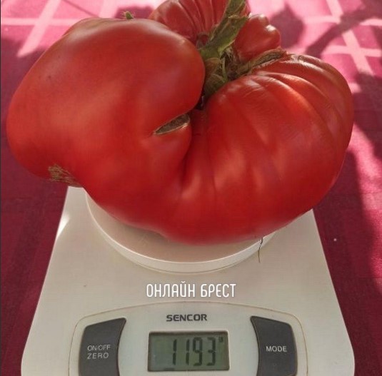 Жительница Брестской области вырастила в огороде помидор весом более килограмма