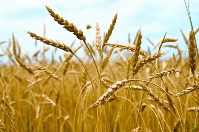 Россия при необходимости обеспечит Беларусь пшеницей, гречихой и маслом