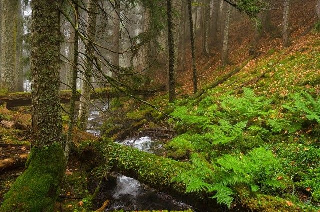 Запреты и ограничения на посещение лесов действуют в 82 районах Беларуси