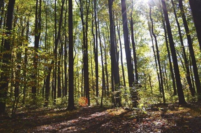 Запреты и ограничения на посещение лесов введены в 50 районах Беларуси