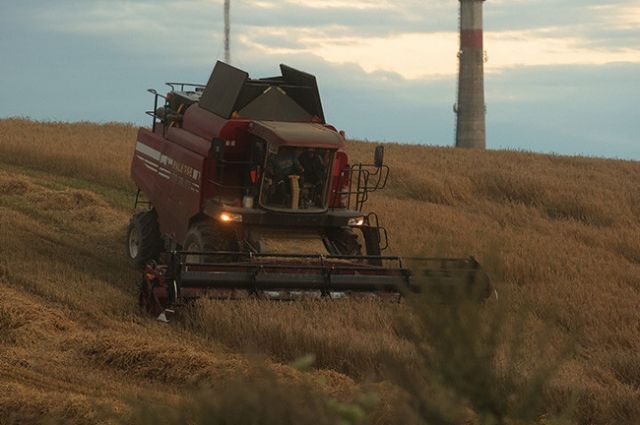 Зерновые и зернобобовые культуры в Беларуси убраны на 98,9% площадей