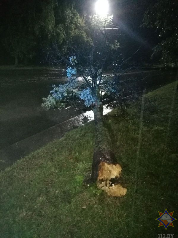 Во время непогоды в Гродно ветер вырывал деревья — смотрите последствия